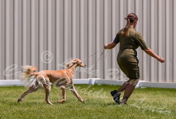Dogshow 2022-06-19 Northeastern Illinois Kennel Club--124042-3