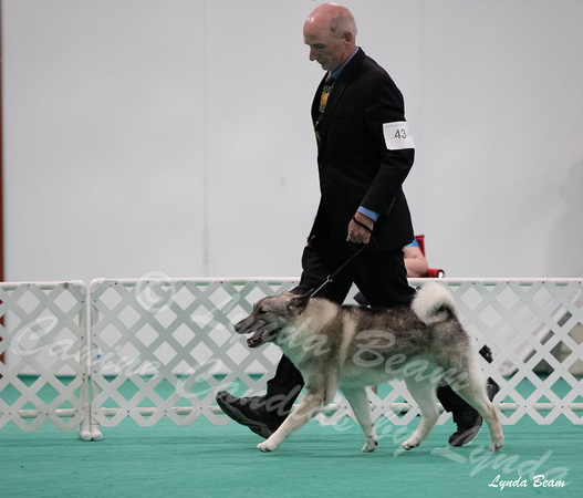 Dogshow 2024-06-29 NEINEA Candids--123959-3