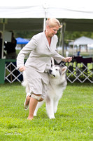 Alaskan Malamutes - Racine KC, 13 August 2012