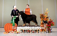 Dogshow 2024-10-25 BMDCNI Day 1--162249