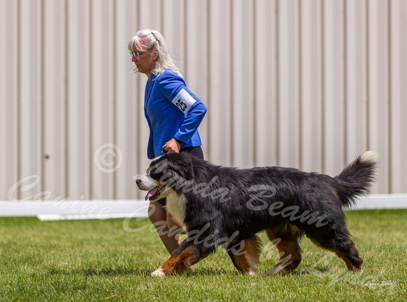 Dogshow 2022-06-19 Northeastern Illinois Kennel Club--131644-3