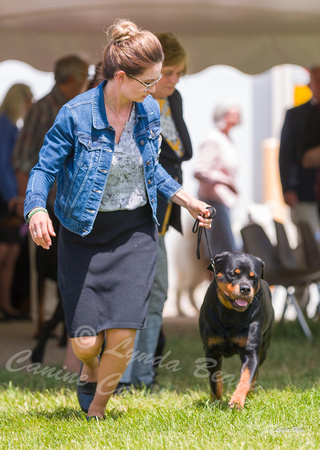 Dogshow 2022-06-19 Northeastern Illinois Kennel Club--132247