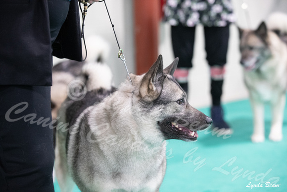 Dogshow 2024-06-30 NEINEA Candids--113750