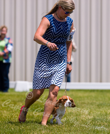 Dogshow 2022-06-19 Northeastern Illinois Kennel Club--124726