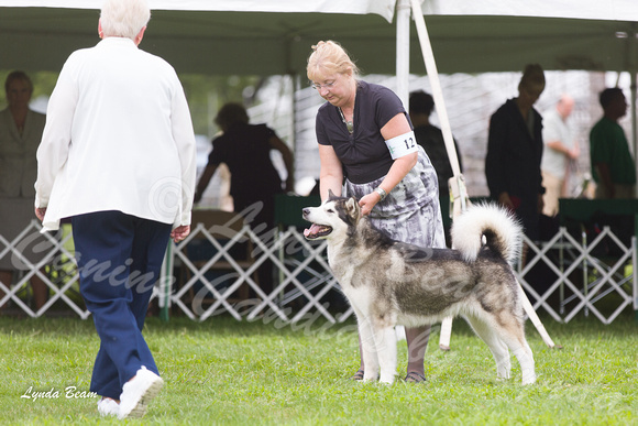Alaskan Malamutes - Racine KC, 13 August 2012