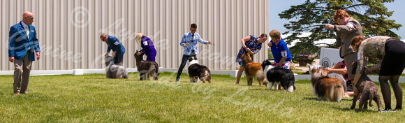 Dogshow 2022-06-19 Northeastern Illinois Kennel Club--123656