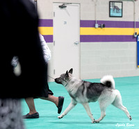 Dogshow 2024-06-30 NEINEA Candids--103713