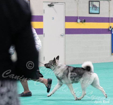 Dogshow 2024-06-30 NEINEA Candids--103713