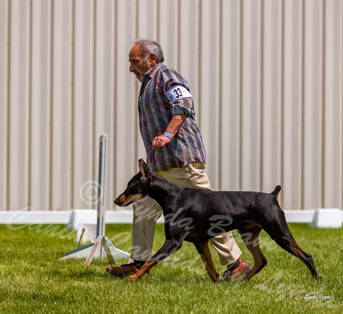 Dogshow 2022-06-19 Northeastern Illinois Kennel Club--131240-4