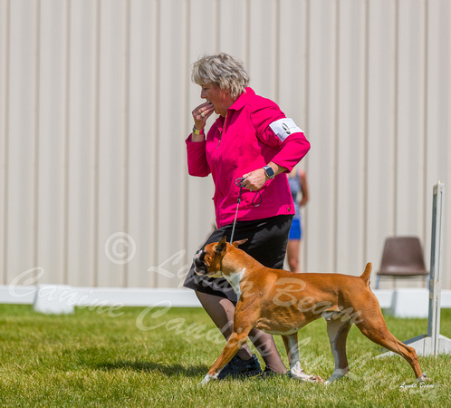 Dogshow 2022-06-19 Northeastern Illinois Kennel Club--135354-2