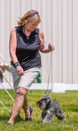 Dogshow 2022-06-19 Northeastern Illinois Kennel Club--134112-4