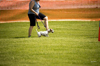 Dogshow 2016-06-11 Oak Creek CAT--105113-2