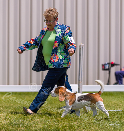 Dogshow 2022-06-19 Northeastern Illinois Kennel Club--124643-3