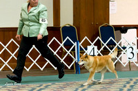 NSCA Parent Specialty (Sun) Veteran Dogs 12+ Years Old