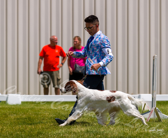 Dogshow 2022-06-19 Northeastern Illinois Kennel Club--125526-3