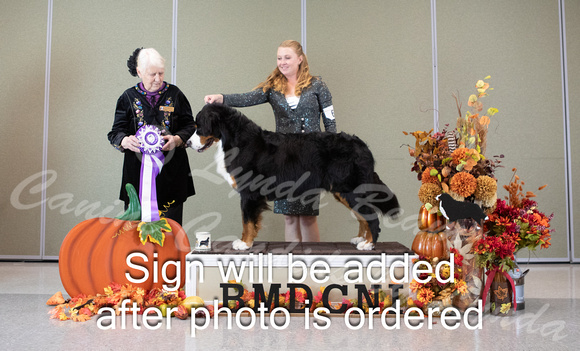 Dogshow 2024-10-25 BMDCNI Day 1--162509-2