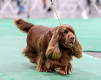 Dogshow 2018-01-25 Grayslake Day 1--172625-2