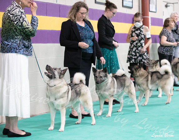 Dogshow 2024-06-30 NEINEA Candids--113339