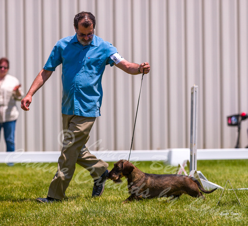Dogshow 2022-06-19 Northeastern Illinois Kennel Club--124853-2