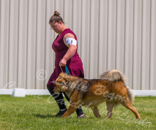 Dogshow 2022-06-19 Northeastern Illinois Kennel Club--132141-3
