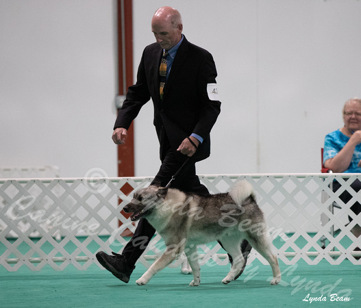 Dogshow 2024-06-29 NEINEA Candids--123959-5