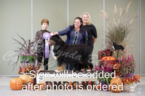 Dogshow 2024-10-26 BMDCNI Day 2--132415