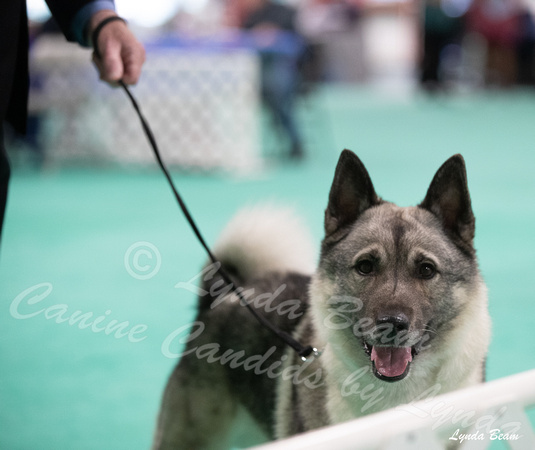 Dogshow 2024-06-29 NEINEA Candids--124052-2