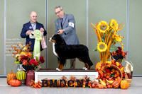 Dogshow 2023-10-28 BMDCNI Win Photos - Sat--090237-3