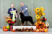 Dogshow 2023-10-28 BMDCNI Win Photos - Sat--090238-2