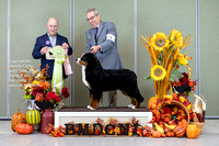 Dogshow 2023-10-28 BMDCNI Win Photos - Sat--090238
