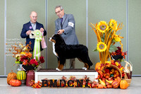 Dogshow 2023-10-28 BMDCNI Win Photos - Sat--090237