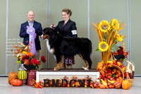Dogshow 2023-10-28 BMDCNI Win Photos - Sat--085430