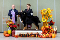 Dogshow 2023-10-28 BMDCNI Win Photos - Sat--085431-2