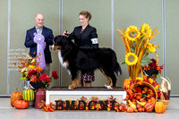Dogshow 2023-10-28 BMDCNI Win Photos - Sat--085431