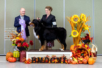Dogshow 2023-10-28 BMDCNI Win Photos - Sat--085443