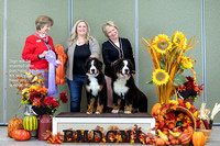 Dogshow 2023-10-28 BMDCNI Win Photos - Sat--094333