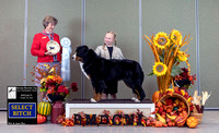 Dogshow 2023-10-28 BMDCNI Win Photos - Sat--150027