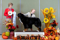 Dogshow 2023-10-28 BMDCNI Win Photos - Sat--150113-2