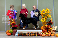 Dogshow 2023-10-28 BMDCNI Win Photos - Sat--150831-3