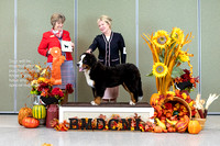 Dogshow 2023-10-28 BMDCNI Win Photos - Sat--094111