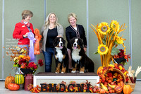 Dogshow 2023-10-28 BMDCNI Win Photos - Sat--094330