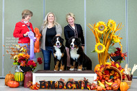 Dogshow 2023-10-28 BMDCNI Win Photos - Sat--094331-3