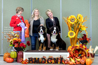 Dogshow 2023-10-28 BMDCNI Win Photos - Sat--094332
