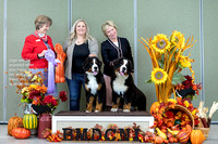 Dogshow 2023-10-28 BMDCNI Win Photos - Sat--094334