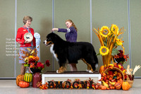 Dogshow 2023-10-28 BMDCNI Win Photos - Sat--145100