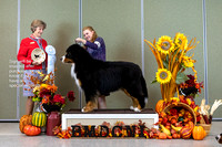 Dogshow 2023-10-28 BMDCNI Win Photos - Sat--145423-2