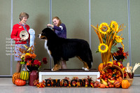 Dogshow 2023-10-28 BMDCNI Win Photos - Sat--145423-4