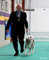 Dogshow 2024-06-29 NEINEA Candids--123836