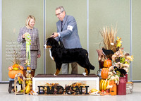 Dogshow 2023-10-29 BMDCNI Win Photos - Sun--090754