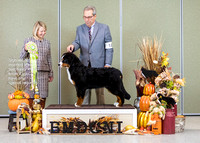 Dogshow 2023-10-29 BMDCNI Win Photos - Sun--090823-2